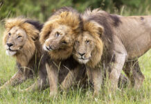 Leão mostra jornada de Kio até se tornar rei na savana Leão