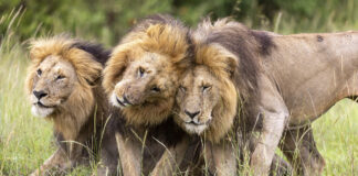 Leão mostra jornada de Kio até se tornar rei na savana Leão