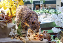 Animais do Cerrado traz fauna em mostra no ParkShopping Animais do Cerrado